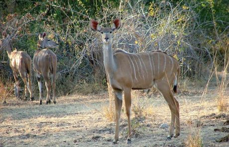 Malawi Kudu