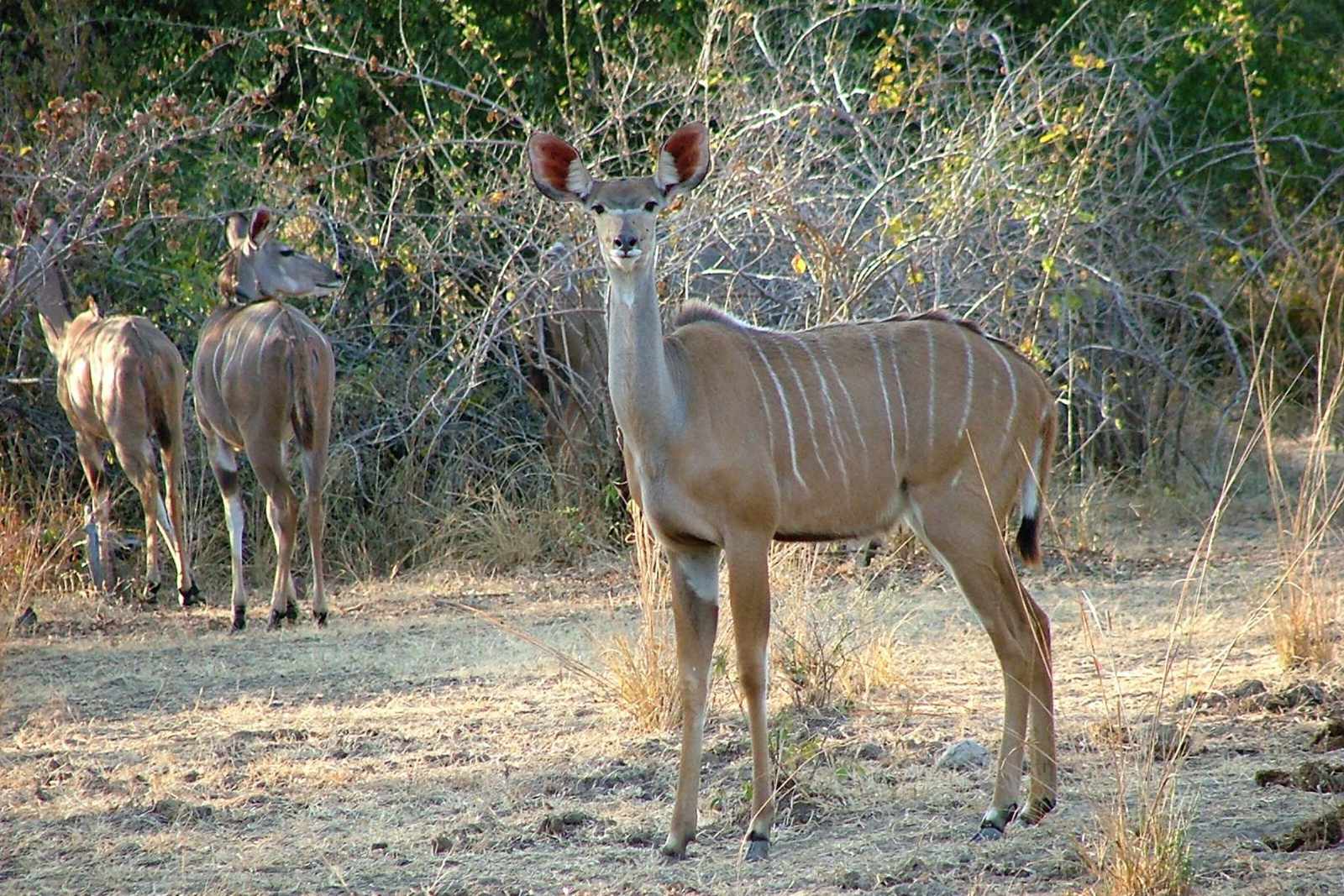 Malawi Kudu