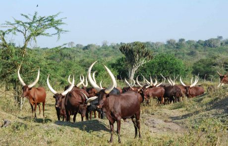 Uganda-Ankole-Cattle