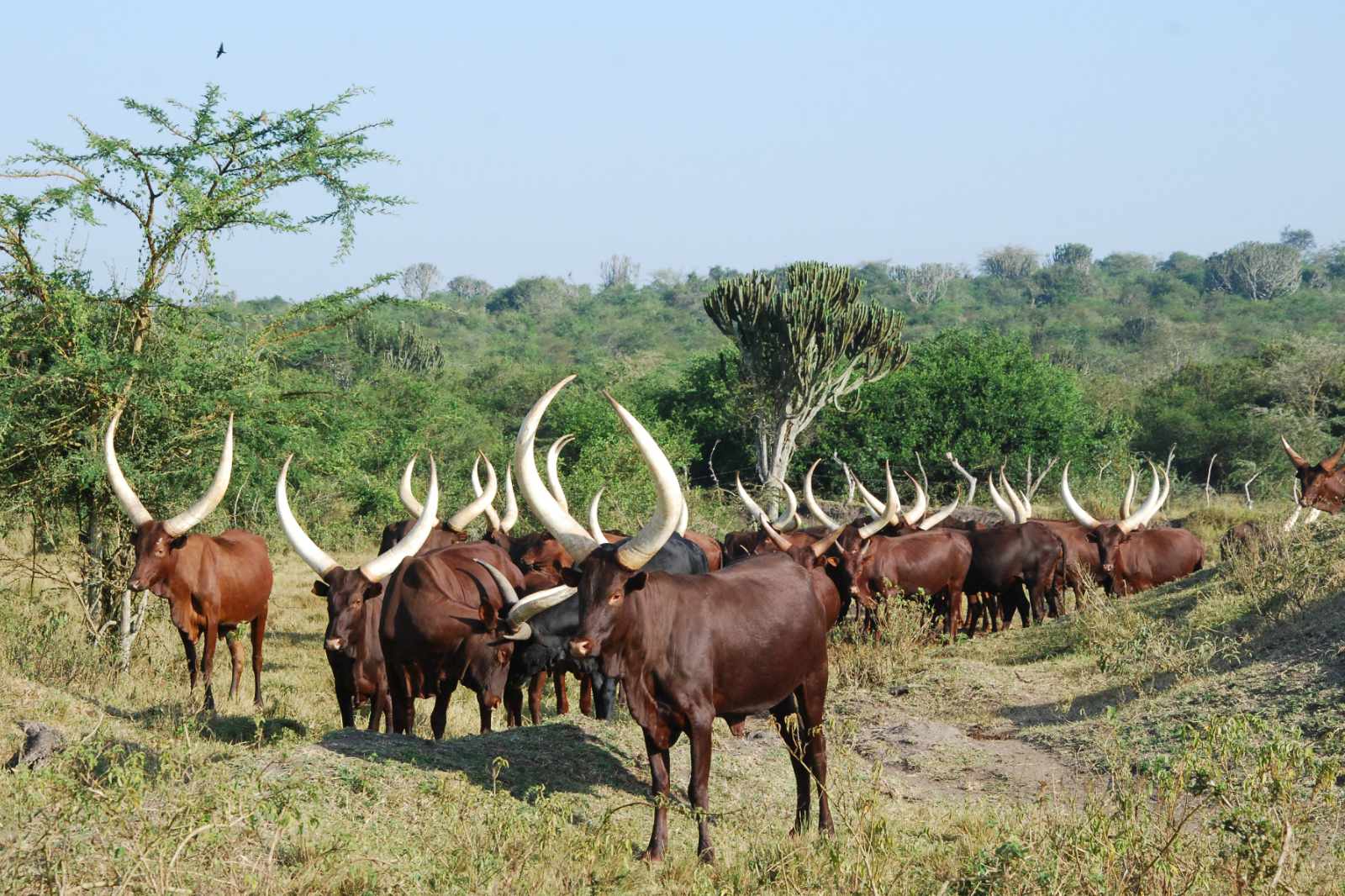 Uganda-Ankole-Cattle