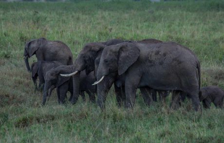 Uganda-Elephant-Herd