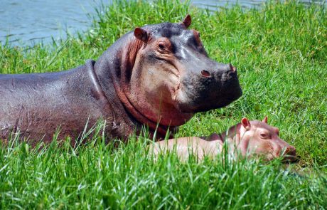 Uganda-Hippos