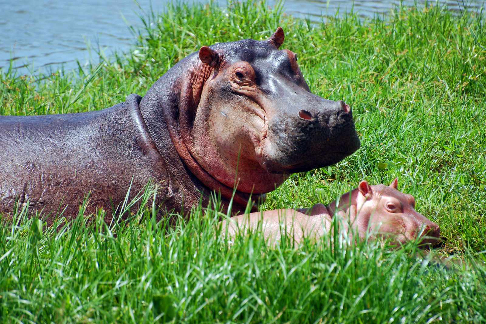 Uganda-Hippos
