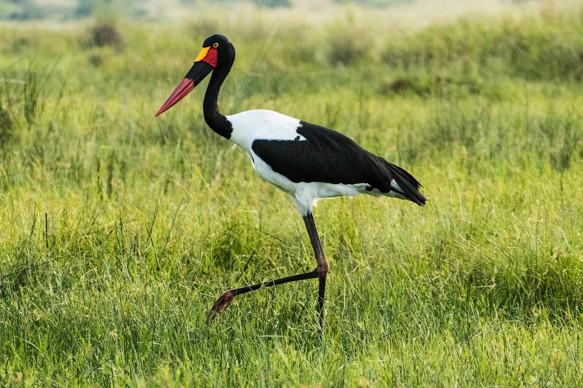 Uganda Storch