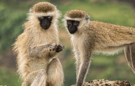 Uganda-Vervet-Monkeys