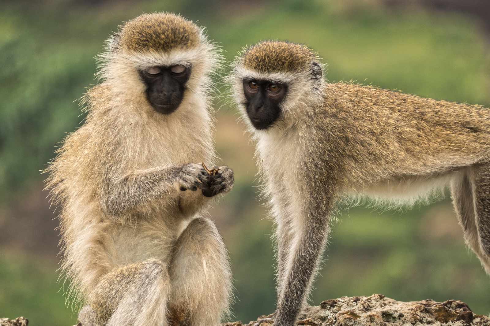 Uganda-Vervet-Monkeys