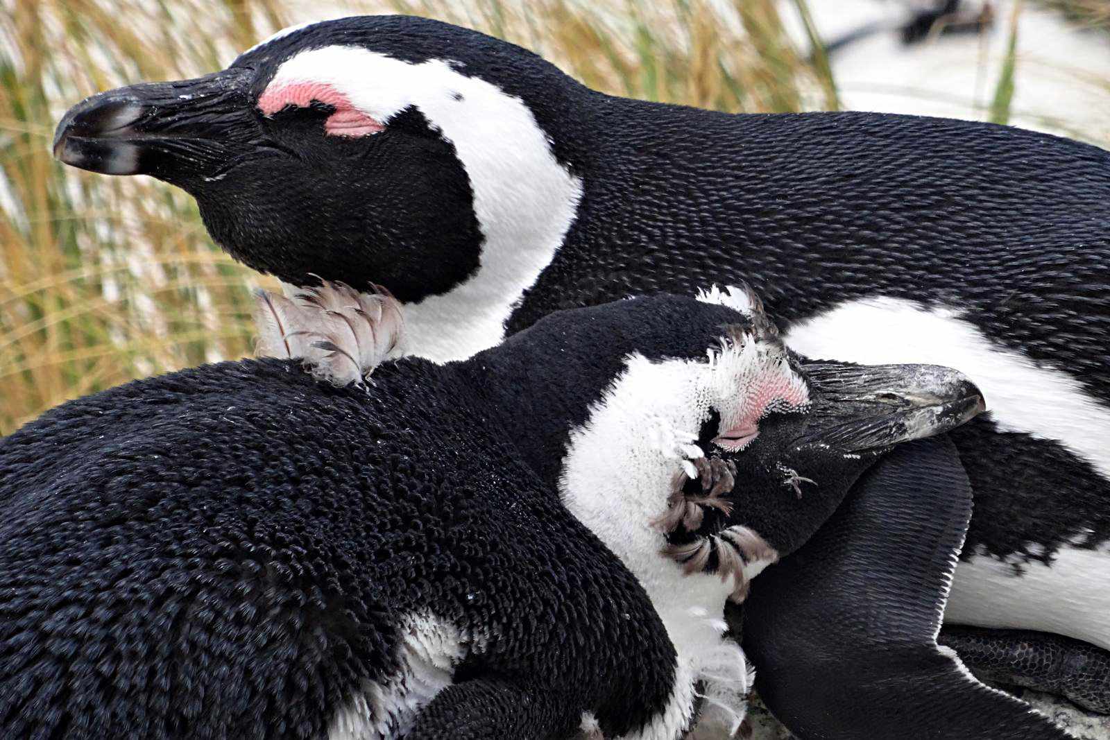Gartenroute Südafrika - Pinguin Kolonie