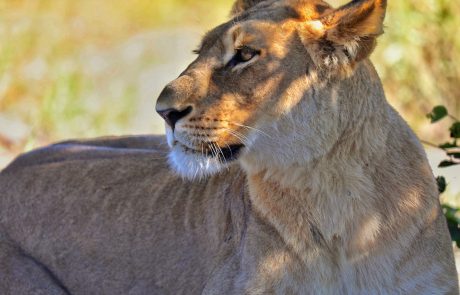 Löwe im Sonnenlicht