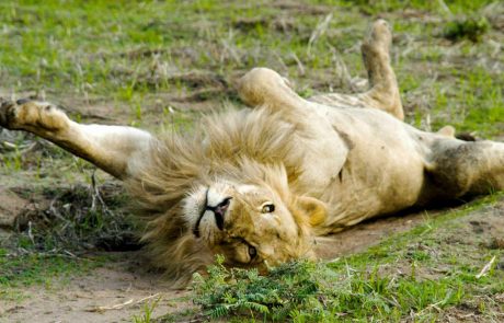 Katavi cc Mbali Mbali Löwe