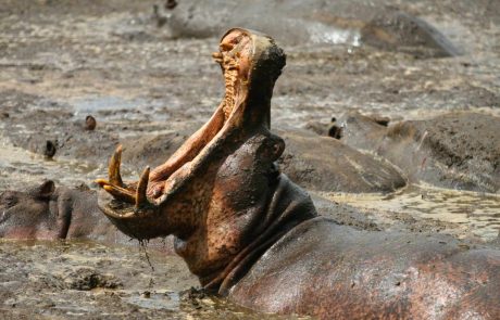 Katavi Hippo cc Mbali Mbali