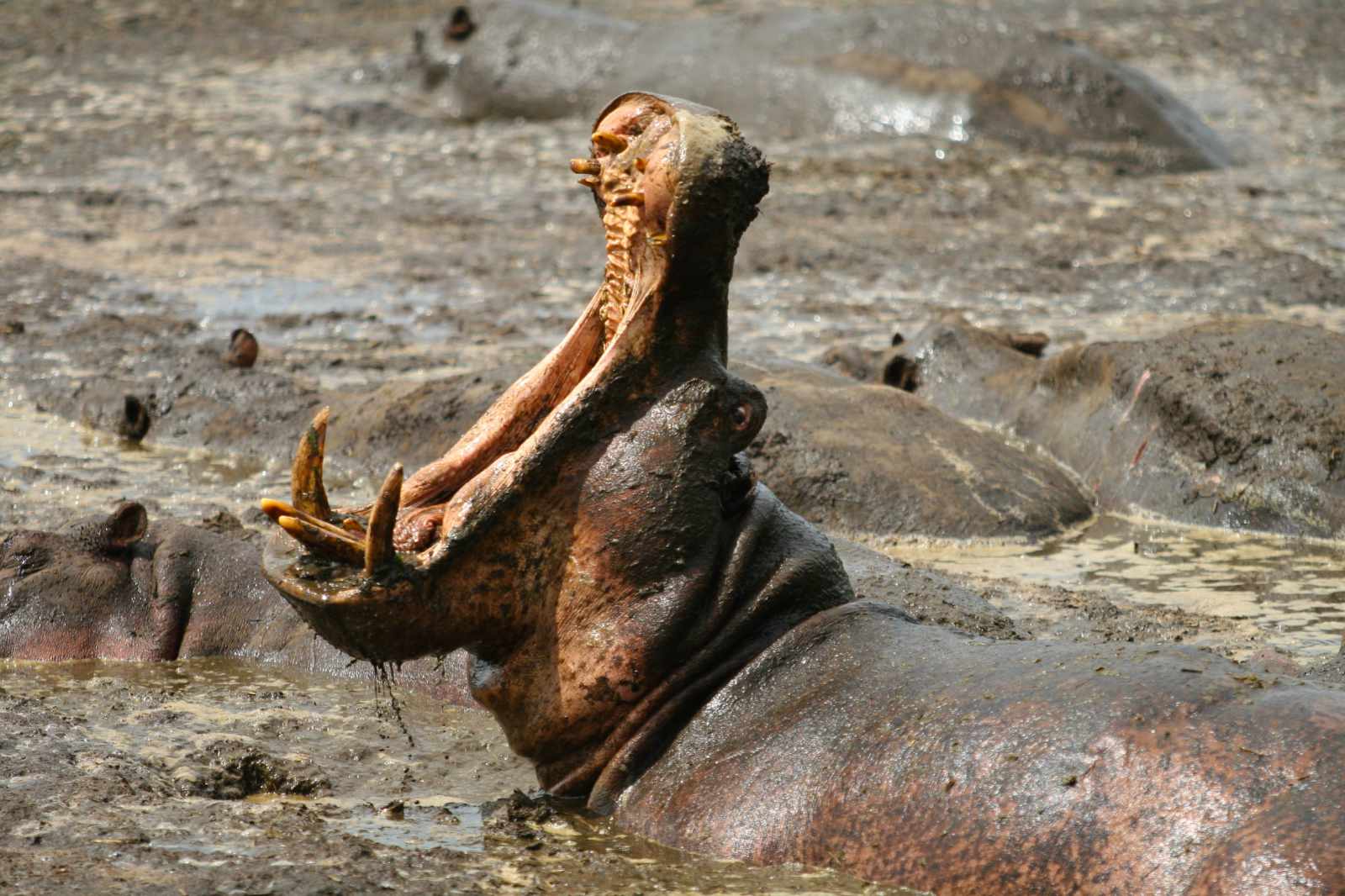 Katavi Hippo cc Mbali Mbali