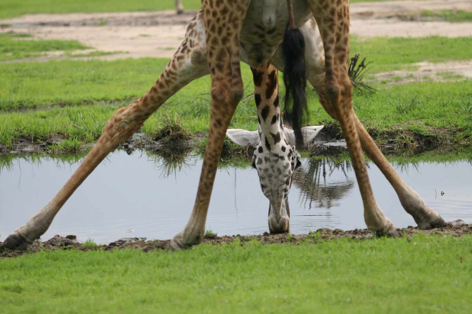 Katavi Giraffe cc Mbali Mbali