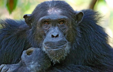 Tansania Mahale Chimp cc Mbali Mbali