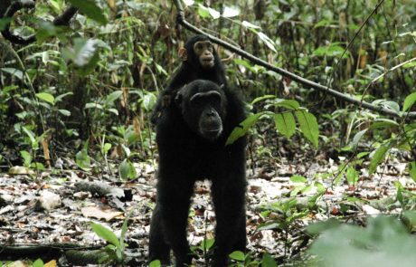 Mahale Schimpanse cc Mbali Mbali