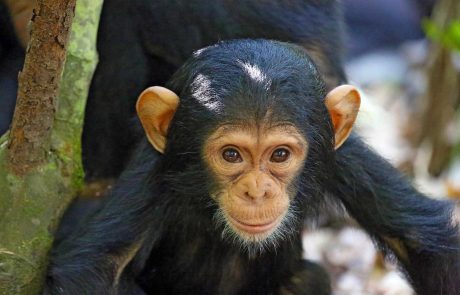 MM.Mahale.Chimps6-scaled Tansania Schimpanse cc Mbali Mbali