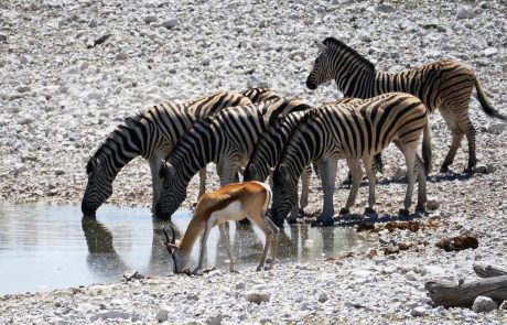 Namibia-an-2 Namibia Etosha, Tiere an Wasserloch