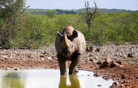Namibia-an-Rhino-Etosha Namibia-Nashorn