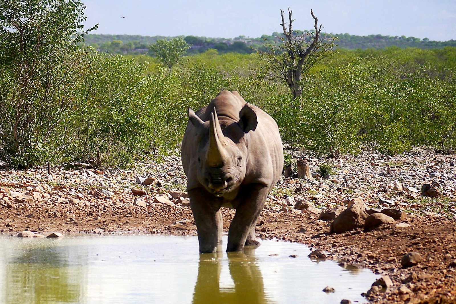 Namibia-Nashorn