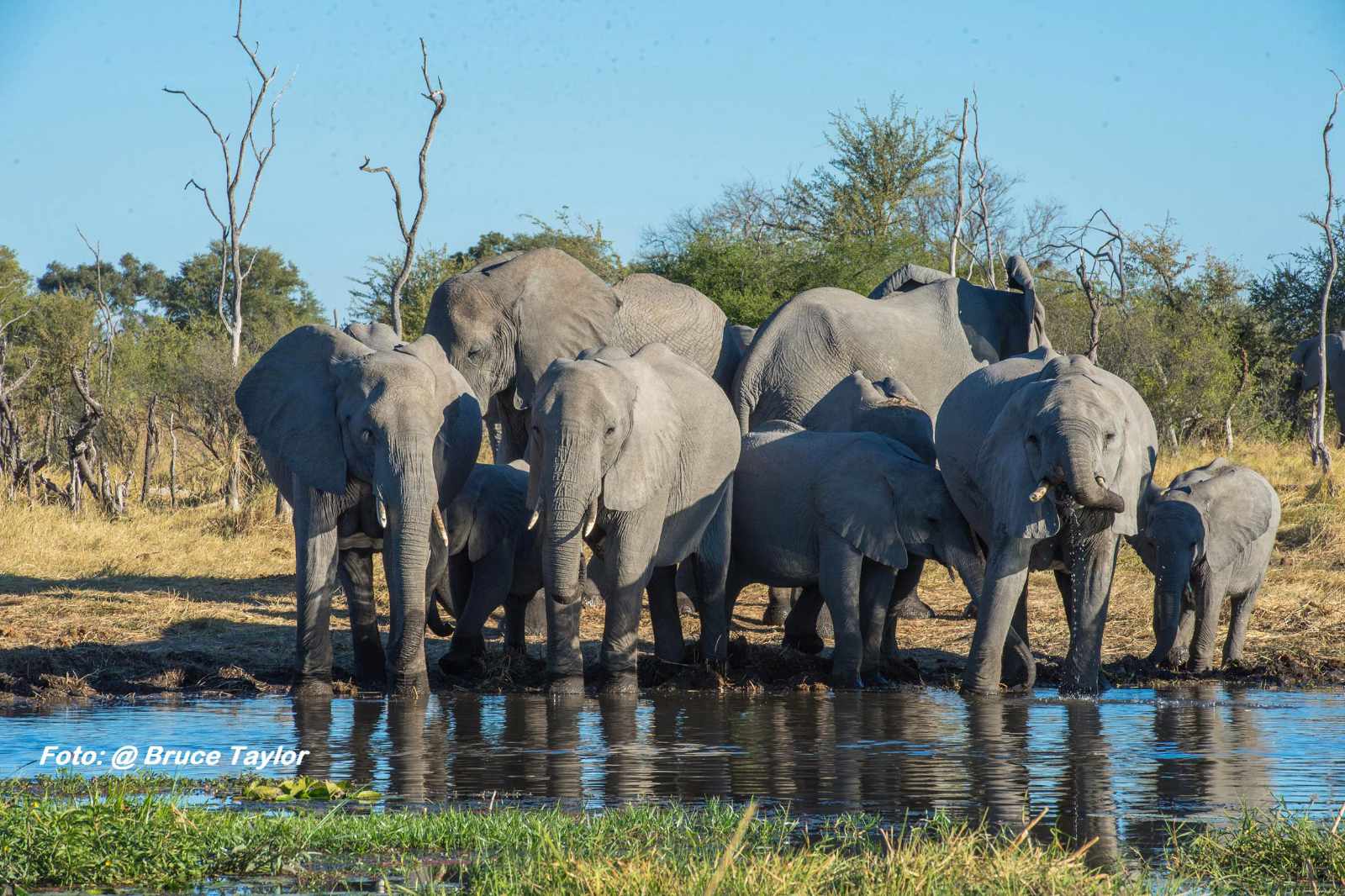 Namibia_Botswana Elefanten