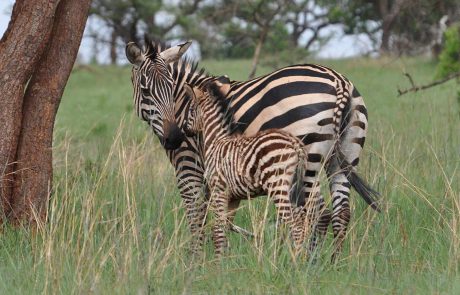 Akagera Nationalpark Zebra