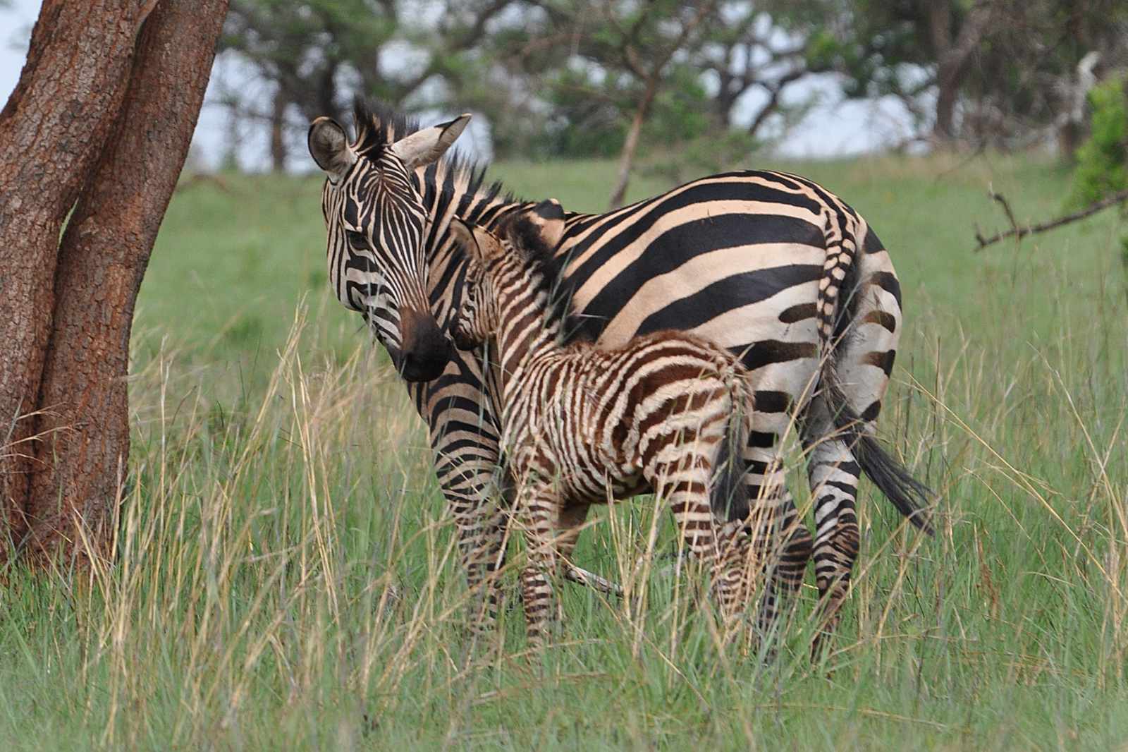 Akagera Nationalpark Zebra