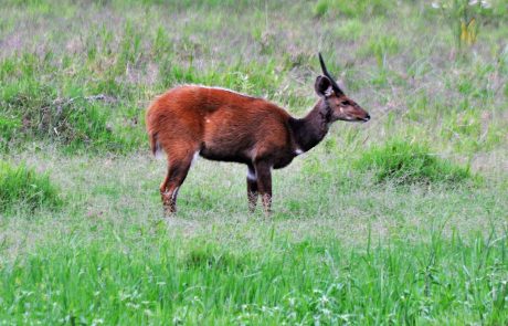 Ruanda Akagera Bushbuck