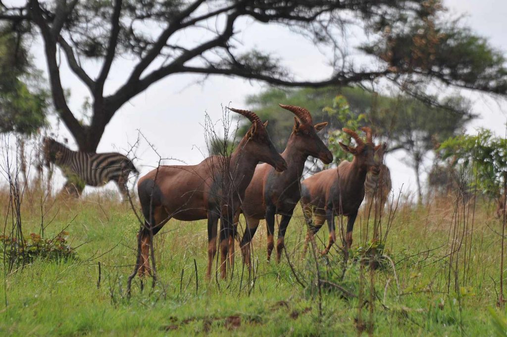 Topi im Akagera Nationalpark in Ruanda