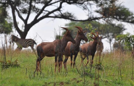 Topi im Akagera Nationalpark in Ruanda