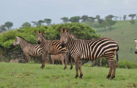 Ruanda_Akagera_Zebra