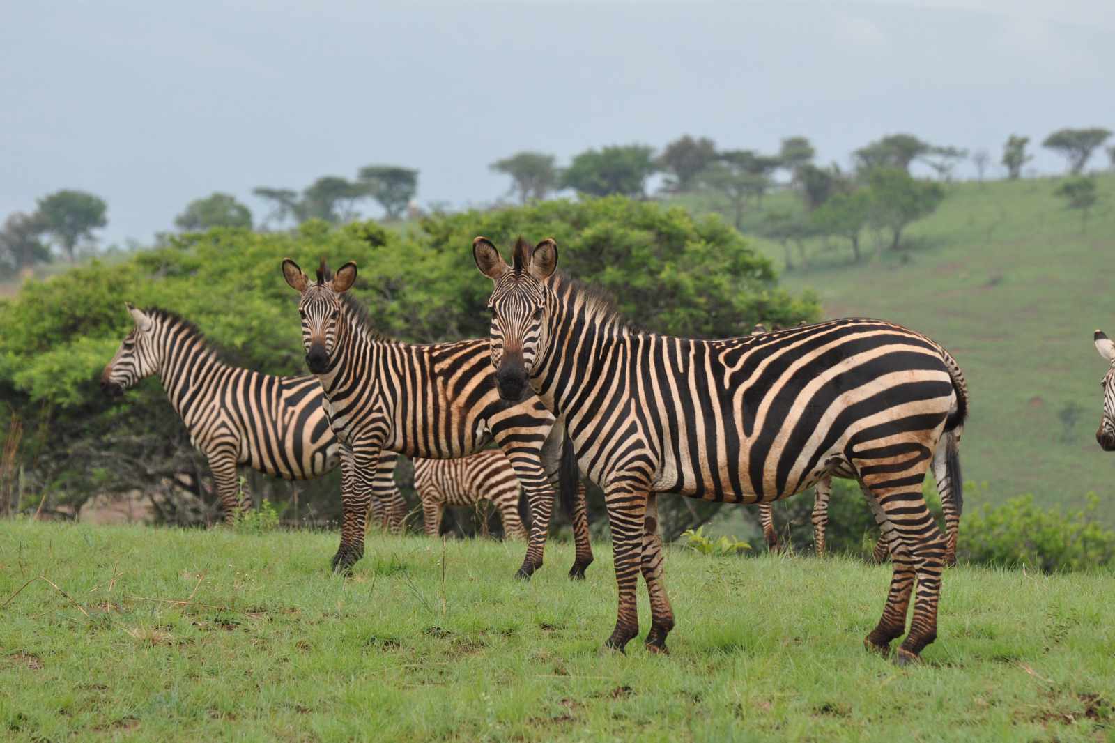 Ruanda_Akagera_Zebra