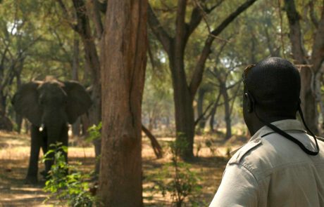 Lower Zambezi Buschwanderung