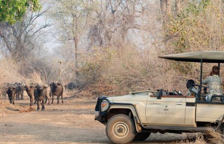 Sambia-Lower_Zambezi - Safari