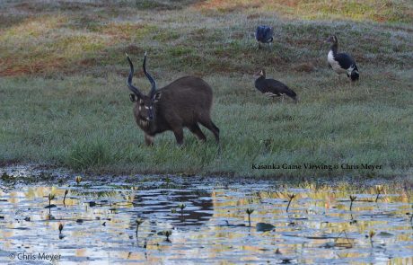Sambia-SD-Kasanka-Game-Viewing-4 Kasanka Moorantilope