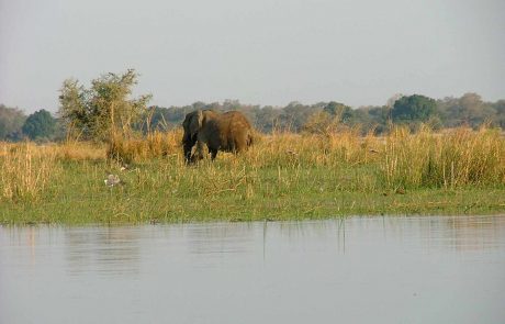 Sambia-Ursprüngliches Afrika-DSCF3624 Sambia Lower Zambezi Flussufer