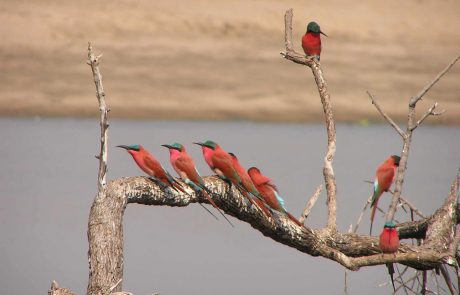 Sambia-Ursprüngliches Afrika-Famtrip-085 Sambia South Luangwa Scharlachspinte
