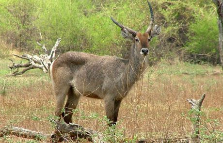 Sambia-Ursprüngliches Afrika-South-Luangwa Sambia South Luangwa Wasserbock