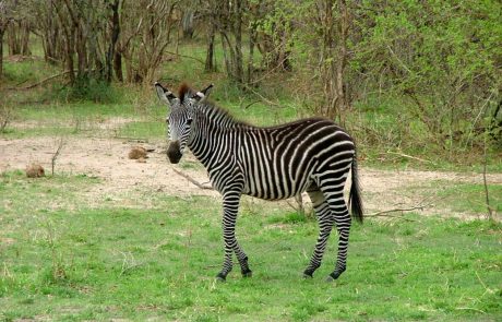 Sambia-Ursprüngliches Afrika-South-Luangwa-Zebra Sambia South Luangwa Zebra
