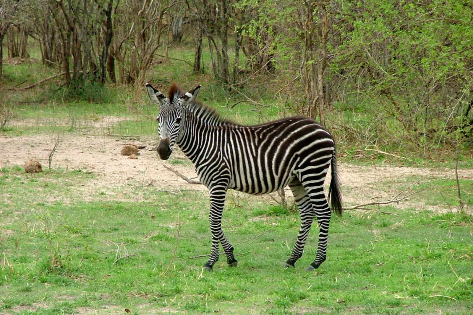 Sambia South Luangwa Zebra