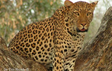 KONICA MINOLTA DIGITAL CAMERA Sambia Leopard