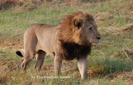 Sambia-Ursprüngliches Afrika-Tim-Henshall-Busanga Sambia Kafue Busanga Plains Löwe