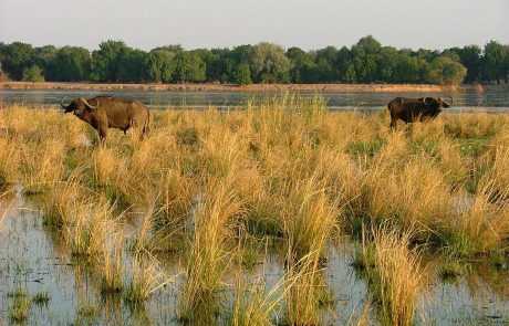 Sambia Lower Zambezi