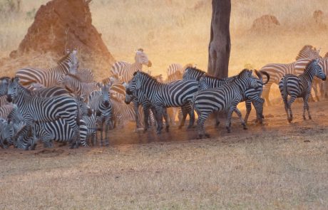 Tarangire Nationalpark Zebra im Sonnenlicht mit Sandbad Zebra beim morgendlichen Staub Bad
