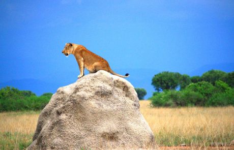 Uganda Löwe auf Fels sitzend
