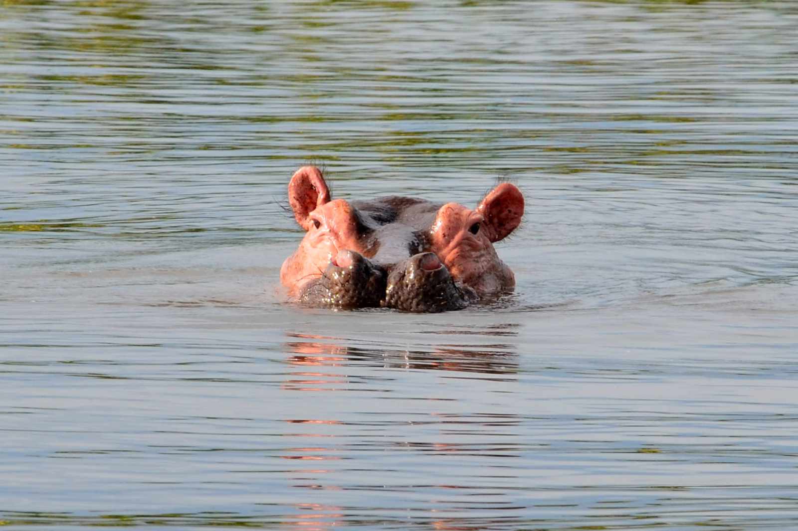 Uganda-die Perle Afrikas Flusspferd