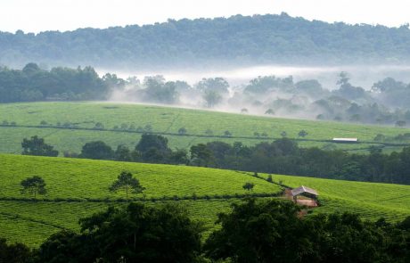 Uganda-die Perle Afrikas Kibale