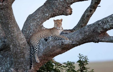 Uganda-die Perle Afrikas Leopard