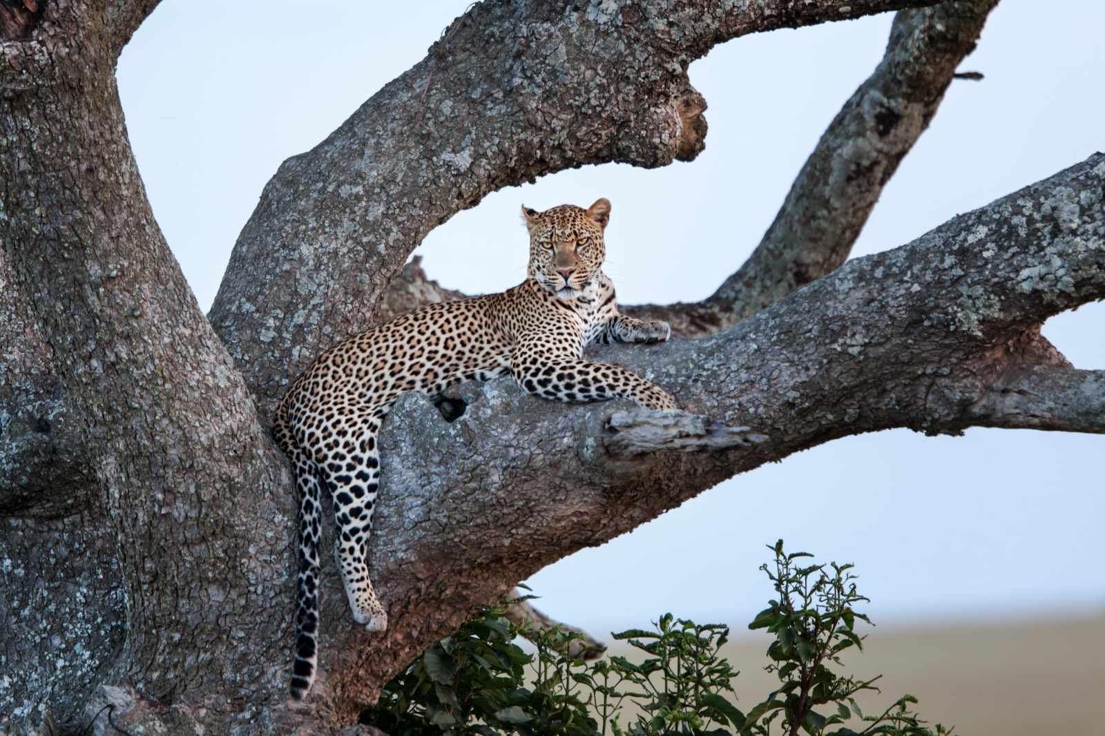 Uganda-die Perle Afrikas Leopard