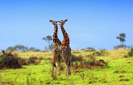 Uganda Giraffen