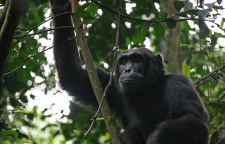 Chimpanse im Baum