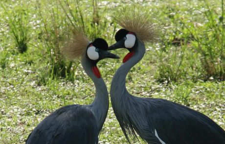 zwei Kronenkraniche blicken sich an